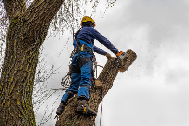 Best Tree Cabling and Bracing  in USA